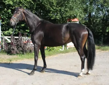 Scolinda-Seite-li-Heide.jpg