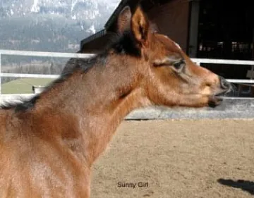 Flittermaus-Sunny-Girl-Kopf.JPG