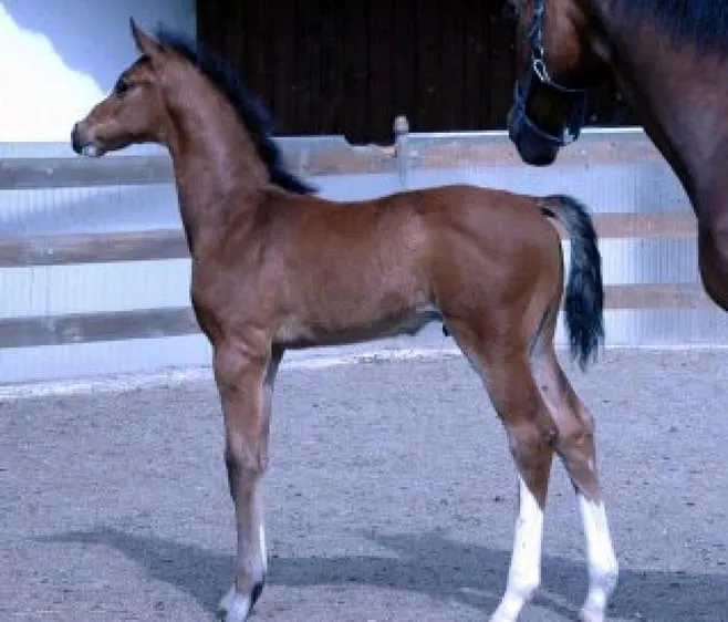 Lorenzo