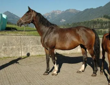 1463-13-09-Rivalin1.jpg