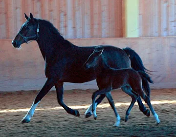1463-Rivalin-14-3-14-Trab.jpg