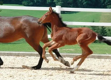 1463_kelly_v.quick_star_a.d_rivalin_1705_galopp2.jpg