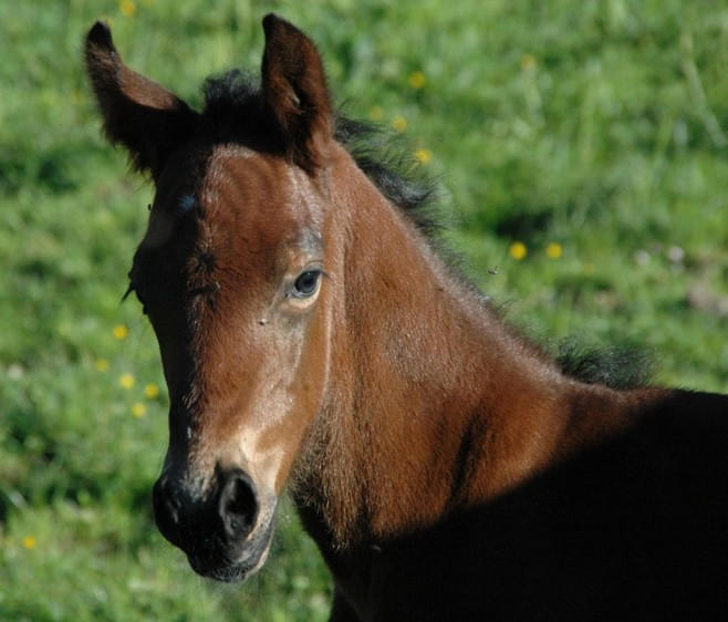 Valegro